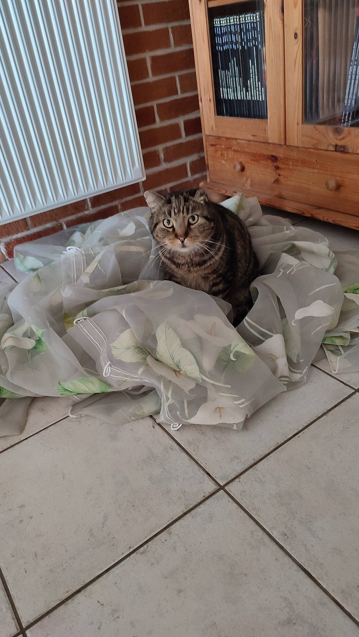 Gamin a rejoint le concours — aidez-le/la à gagner de superbes lots ! carnivore, cat, comfort, domestic_short_haired_cat, door, fawn, felidae, flagstone, flooring, fur, grass, grey, hardwood, road_surface, small_to_medium_sized_cats, tail, terrestrial_animal, whiskers, window, wood