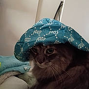 Angellou is registered to the contest to win money with this photo: animal, bed, blanket, blue_hat, casual, cat, cool_text, cozy, cute, domestic_animal, feline, funny, fur, hat, indoor, looking_away, pet, portrait, resting, whiskers