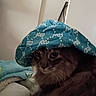 animal, bed, blanket, blue_hat, casual, cat, cool_text, cozy, cute, domestic_animal, feline, funny, fur, hat, indoor, looking_away, pet, portrait, resting, whiskers