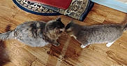 Angellou is registered to the contest to win money with this photo: cat, cats, close_up, domestic_animal, feline, greeting, hardwood_floor, household, indoor, long_haired_cat, nose_touching, paw, pet, rug, short_haired_cat, tabby_cat, tail, timestamp, two_cats, whiskers
