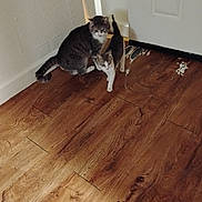 Angellou is registered to the contest to win money with this photo: cat, kitten, cats, tabby_cat, calico_cat, hardwood_floor, wood_floor, door, white_wall, baseboard, scratches, timestamp, shadow, corner, indoor, pet, fur, pair, sibling, floorboards