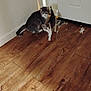 cat, kitten, cats, tabby_cat, calico_cat, hardwood_floor, wood_floor, door, white_wall, baseboard, scratches, timestamp, shadow, corner, indoor, pet, fur, pair, sibling, floorboards