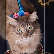 Angellou joined the competition — help win amazing prizes! animal, blue, carpet, cat, closeup, costume, cute, feline, flower, fluffy, fur, green_eyes, headband, indoor, pattern, pet, pink, portrait, unicorn_horn, whimsical