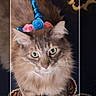 animal, blue, carpet, cat, closeup, costume, cute, feline, flower, fluffy, fur, green_eyes, headband, indoor, pattern, pet, pink, portrait, unicorn_horn, whimsical