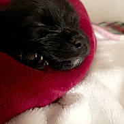 Bella joined the competition — help win amazing prizes! puppy, dog, sleeping, black_fur, blanket, red_blanket, white_fabric, cozy, nap, cute, pet, animal, indoor, soft_texture, fur, small, resting, close_up, peaceful, domestic