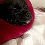 puppy, dog, sleeping, black_fur, blanket, red_blanket, white_fabric, cozy, nap, cute, pet, animal, indoor, soft_texture, fur, small, resting, close_up, peaceful, domestic