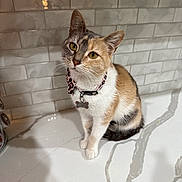 Claire is registered to the contest to win money with this photo: animal, black, brown, calico, cat, collar, countertop, curious, domestic_animal, feline, fur, household, indoor, pet, portrait, sitting, tile_wall, whiskers, white, yellow_eyes