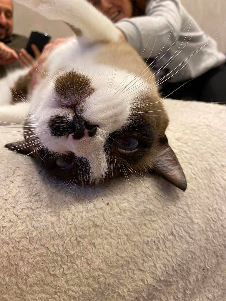 Olaf a rejoint le concours — aidez-le/la à gagner de superbes lots ! balinese, canidae, carnivore, cat, comfort, companion_dog, dog_breed, domestic_short_haired_cat, ear, fawn, felidae, foot, fur, nap, paw, small_to_medium_sized_cats, tail, terrestrial_animal, thai, whiskers