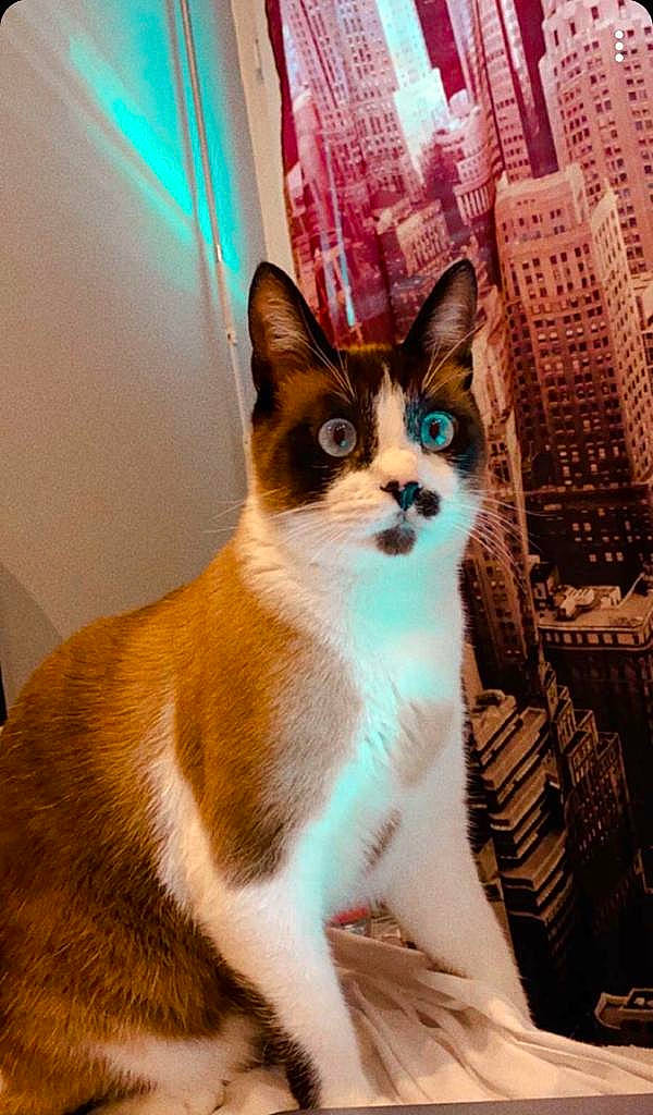 Olaf participe au concours pour gagner de l'argent avec cette photo : carnivore, cat, door, fawn, felidae, fixture, fur, small_to_medium_sized_cats, snout, tail, terrestrial_animal, whiskers, window, windshield