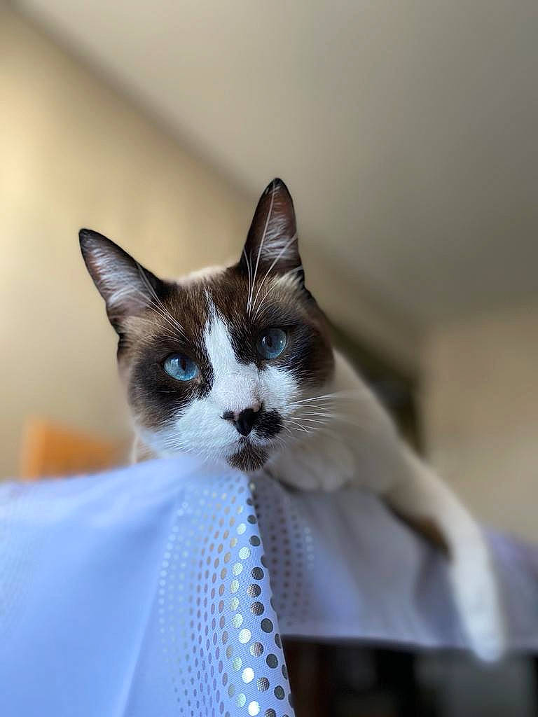 Olaf a rejoint le concours — aidez-le/la à gagner de superbes lots ! box, carnivore, cat, comfort, domestic_short_haired_cat, eye, eyelash, felidae, formal_wear, fur, head, plant, small_to_medium_sized_cats, snout, tree, whiskers, window