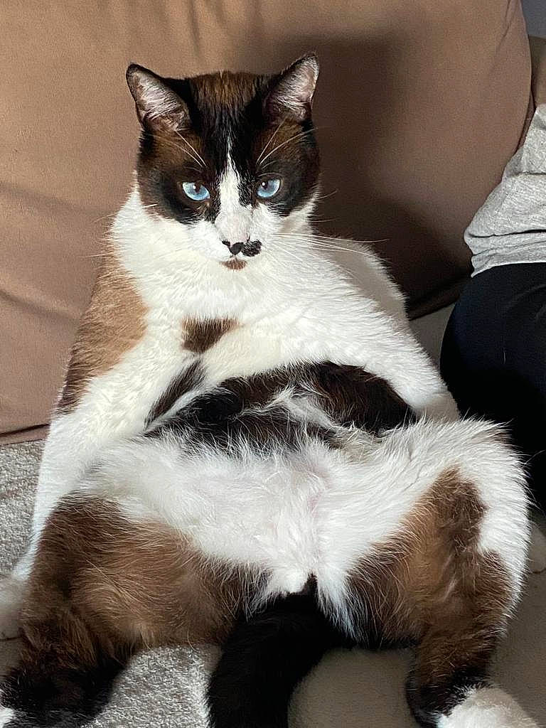 Olaf participe au concours pour gagner de l'argent avec cette photo : carnivore, cat, claw, comfort, domestic_short_haired_cat, felidae, foot, fur, human_leg, monochrome_photography, paw, sitting, small_to_medium_sized_cats, tail, terrestrial_animal, whiskers