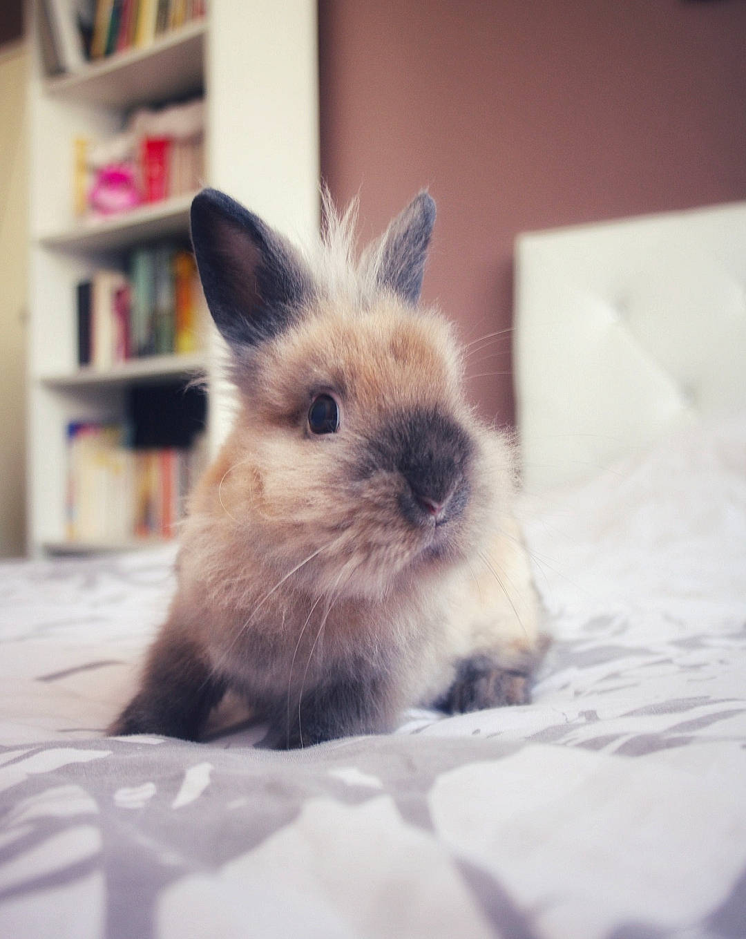 Naïko a rejoint le concours — aidez-le/la à gagner de superbes lots ! domestic_rabbit, ear, eye, fawn, hare, rabbit, rabbits_and_hares, skin, sky, snout, whiskers