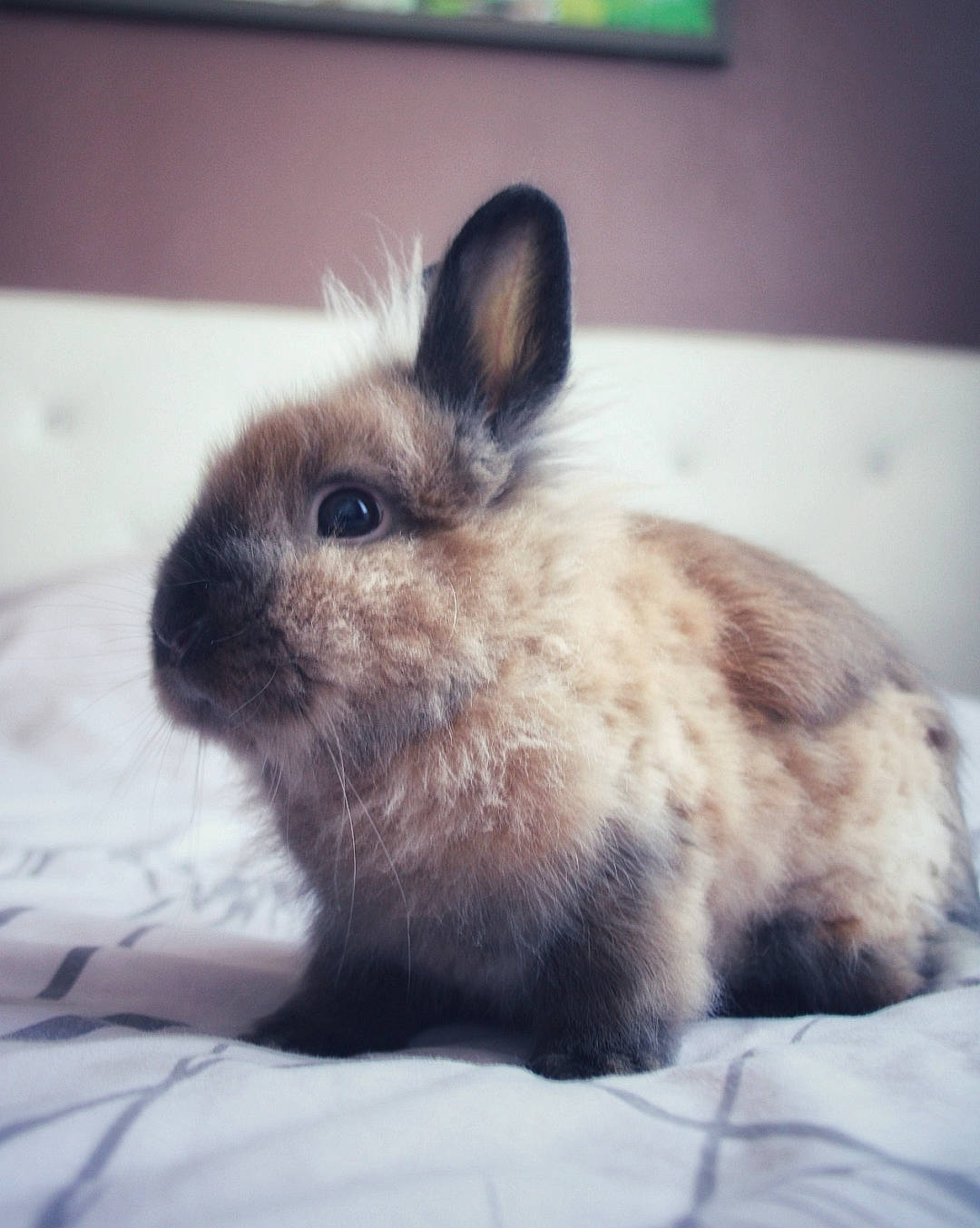 Naïko a rejoint le concours — aidez-le/la à gagner de superbes lots ! degu, domestic_rabbit, ear, fawn, fur, hare, iris, mammal, organism, rabbit, rabbits_and_hares, skin, sky, snout, vertebrate, whiskers, wildlife