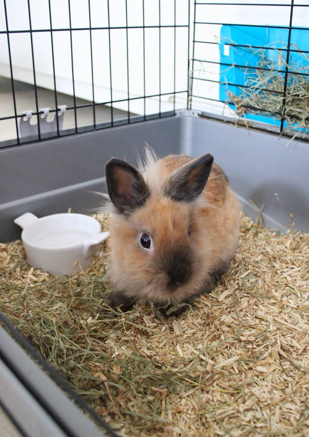 Naïko a rejoint le concours — aidez-le/la à gagner de superbes lots ! animal_shelter, cage, degu, domestic_rabbit, fawn, guinea_pig, hamster, hare, litter_box, mammal, organism, rabbit, rabbits_and_hares, rodent, snout, whiskers