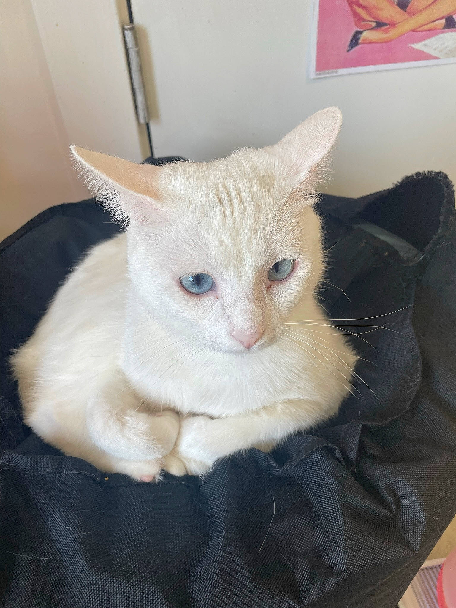 Eloise joined the competition — help win amazing prizes! box, carnivore, cat, cat_bed, cat_furniture, cat_supply, claw, collar, comfort, domestic_short_haired_cat, fawn, felidae, fur, paw, pet_supply, small_to_medium_sized_cats, snout, tail, whiskers, window