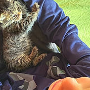 Itty Bitty joined the competition — help win amazing prizes! kitten, cat, person, arm, sweatshirt, blue_clothing, indoor, carpet, green_fabric, closeup, furry, pet, resting, cute, young_animal, cozy, sleepy, hand, comfort, casual