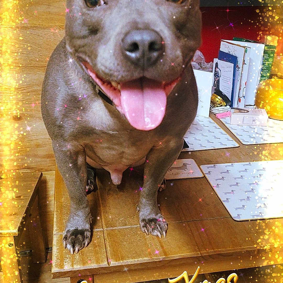 Tyson is registered to the contest to win money with this photo: animal, architecture, building, bulldog, canine, dog, face, furniture, head, person, pet, photography, pitbull, plywood, portrait, puppy, purple, table, text, wood