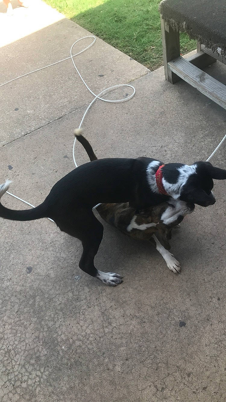 Dixie is registered to the contest to win money with this photo: asphalt, canidae, carnivore, collar, companion_dog, dog, dog_breed, dog_collar, fashion_accessory, flooring, grass, leash, pet_supply, road_surface, shadow, snout, sporting_group, tail, working_animal, working_dog