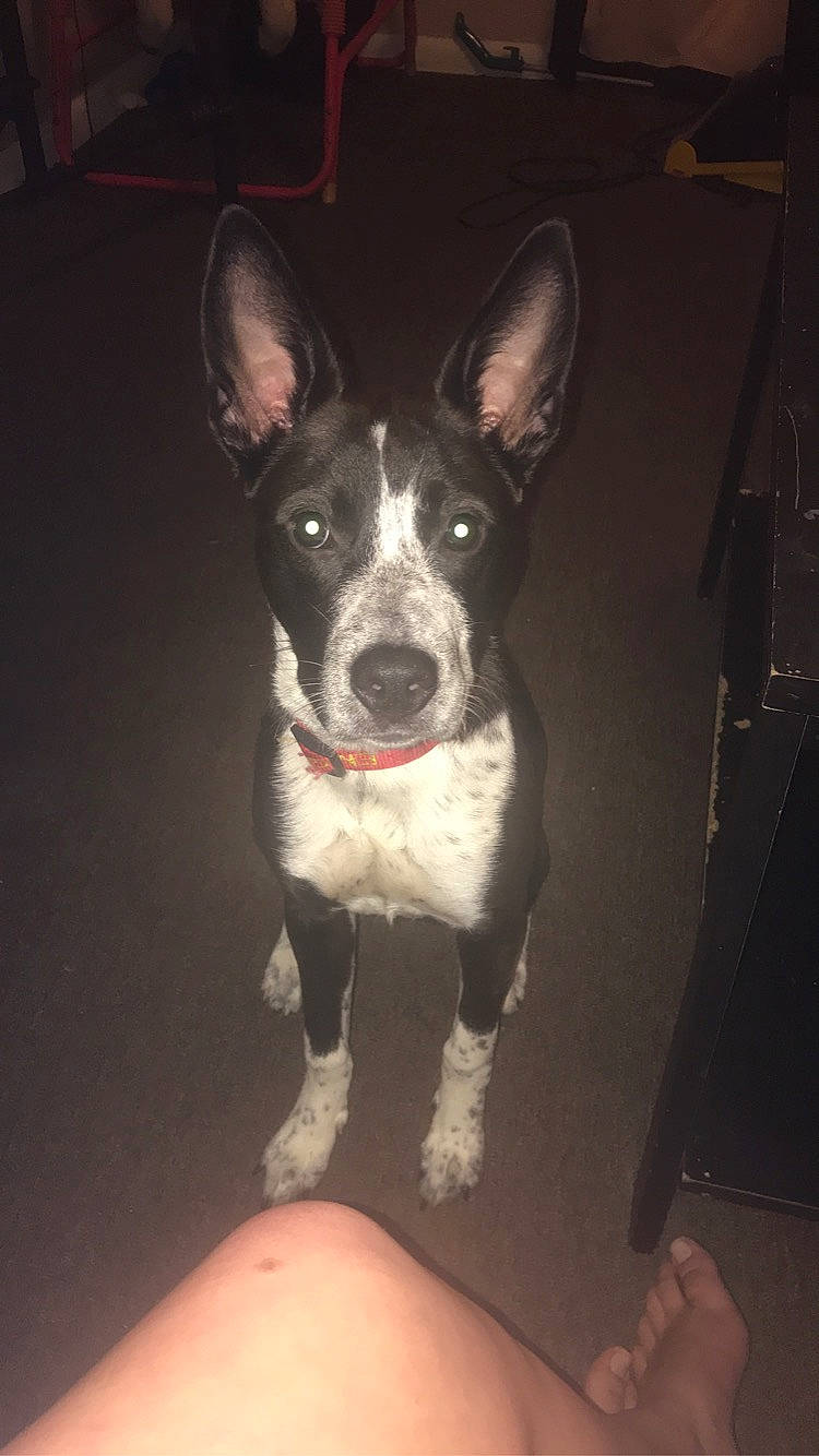 Dixie is registered to the contest to win money with this photo: canidae, carnivore, companion_dog, darkness, dog, dog_breed, fur, guard_dog, non_sporting_group, paw, snout, sporting_group, tail, whiskers, working_animal, working_dog