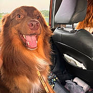 Opie joined the competition — help win amazing prizes! dog, brown_dog, fluffy, long_hair, happy, smiling, open_mouth, tongue, teeth, pet, animal, portrait, car, car_interior, back_seat, road_trip, harness, leash, passenger, outdoor_view