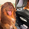 dog, brown_dog, fluffy, long_hair, happy, smiling, open_mouth, tongue, teeth, pet, animal, portrait, car, car_interior, back_seat, road_trip, harness, leash, passenger, outdoor_view