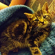 Milo is registered to the contest to win money with this photo: american_shorthair, american_wirehair, asian, california_spangled, carnivoran, cat, cat_like_mammal, domestic_short_haired_cat, dragon_li, european_shorthair, fauna, kitten, mammal, pixie_bob, small_to_medium_sized_cats, snout, tabby_cat, toyger, whiskers, wild_cat