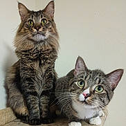 Gizmo Goose is registered to the contest to win money with this photo: cat, tabby_cat, sitting, lying_down, curious, feline, pet, whiskers, ears, paws, indoor, closeup, animal, domestic_animal, two_cats, looking_up, fur, portrait, alert, companions