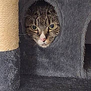 Goose joined the competition — help win amazing prizes! cat, tabby_cat, cat_tree, pet, animal, feline, indoor, curious, peeking, gray, fur, eyes, whiskers, nose, hole, scratching_post, cozy, playful, focused, home