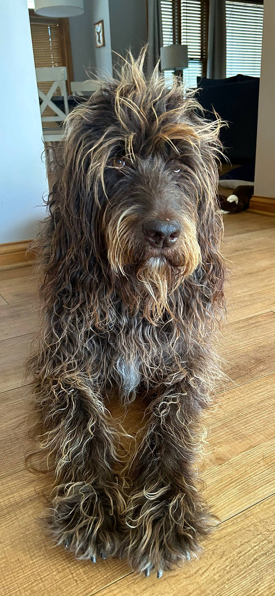 Brady is registered to the contest to win money with this photo: canidae, carnivore, catalan_sheepdog, companion_dog, dog, dog_breed, flooring, fur, hardwood, liver, sapsali, small_terrier, snout, sporting_group, terrier, toy_dog, water_dog, wood, wood_flooring, working_animal