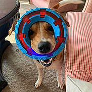 Anemone is registered to the contest to win money with this photo: canine, carpet, chair, closeup, collar, colorful, dog, ears, furniture, happy, indoor, living_room, mouth, nose, pet, playful, smile, table, tail, toy