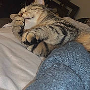 Carter is registered to the contest to win money with this photo: cat, tabby, sleeping, bed, blanket, paw, fur, cozy, indoor, resting, pet, cute, animal, feline, whiskers, ears, striped, comfort, relaxed, domestic