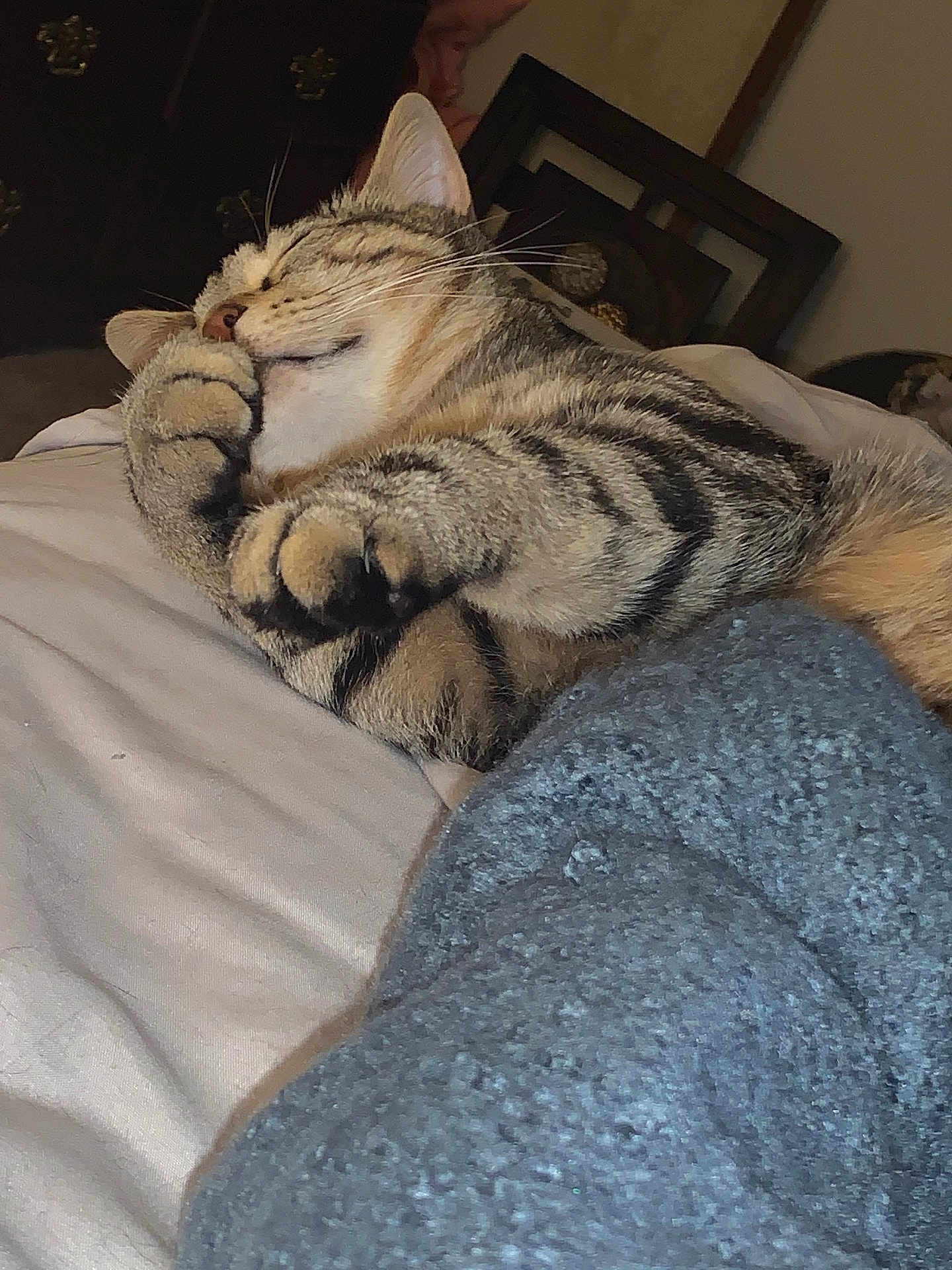 Carter is registered to the contest to win money with this photo: cat, tabby, sleeping, bed, blanket, paw, fur, cozy, indoor, resting, pet, cute, animal, feline, whiskers, ears, striped, comfort, relaxed, domestic