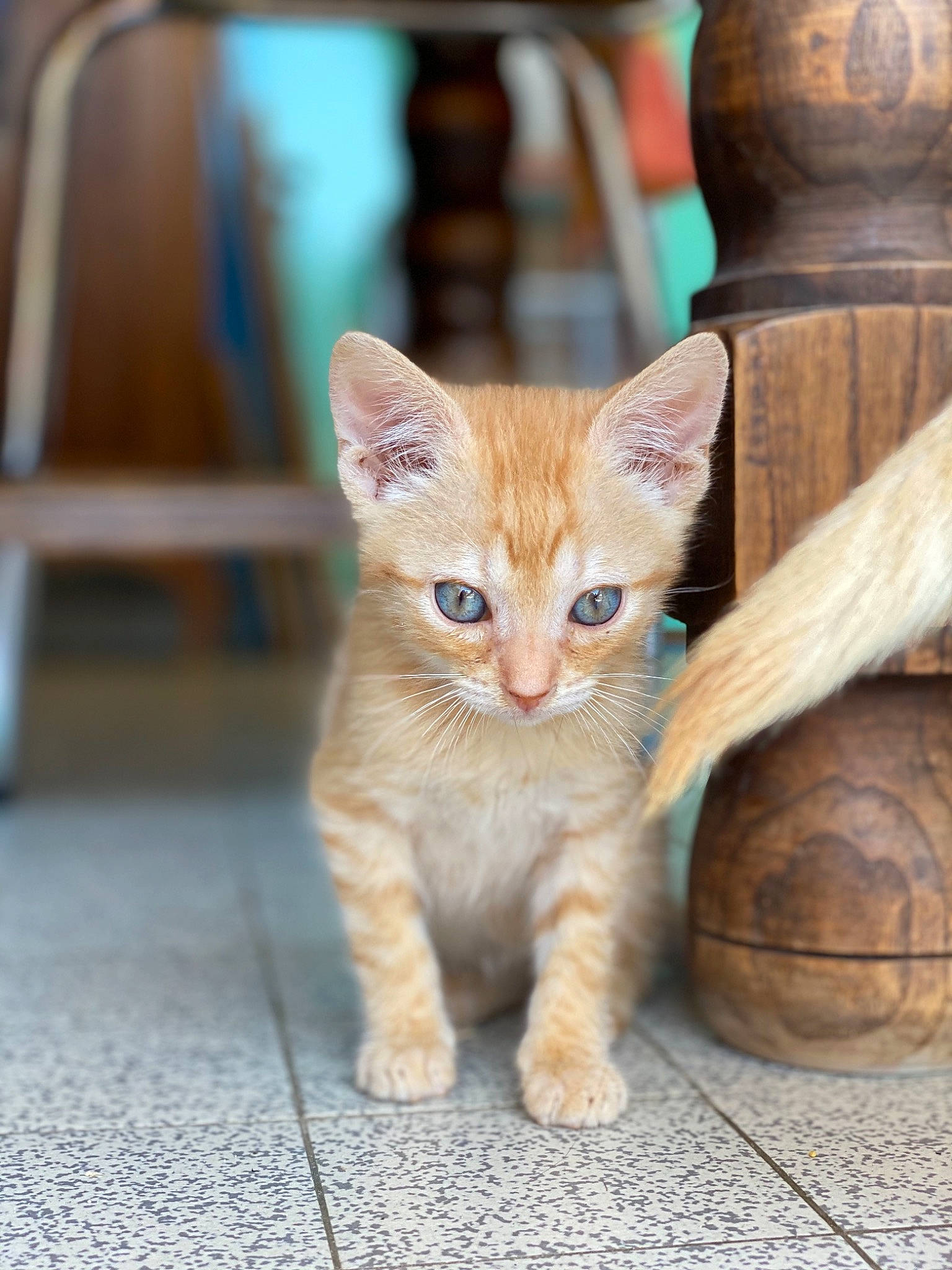 Pantouffle a rejoint le concours — aidez-le/la à gagner de superbes lots ! carnivore, cat, chair, claw, domestic_short_haired_cat, fawn, felidae, floor, flooring, fur, hardwood, paw, sitting, small_to_medium_sized_cats, snout, tail, terrestrial_animal, whiskers, window, wood