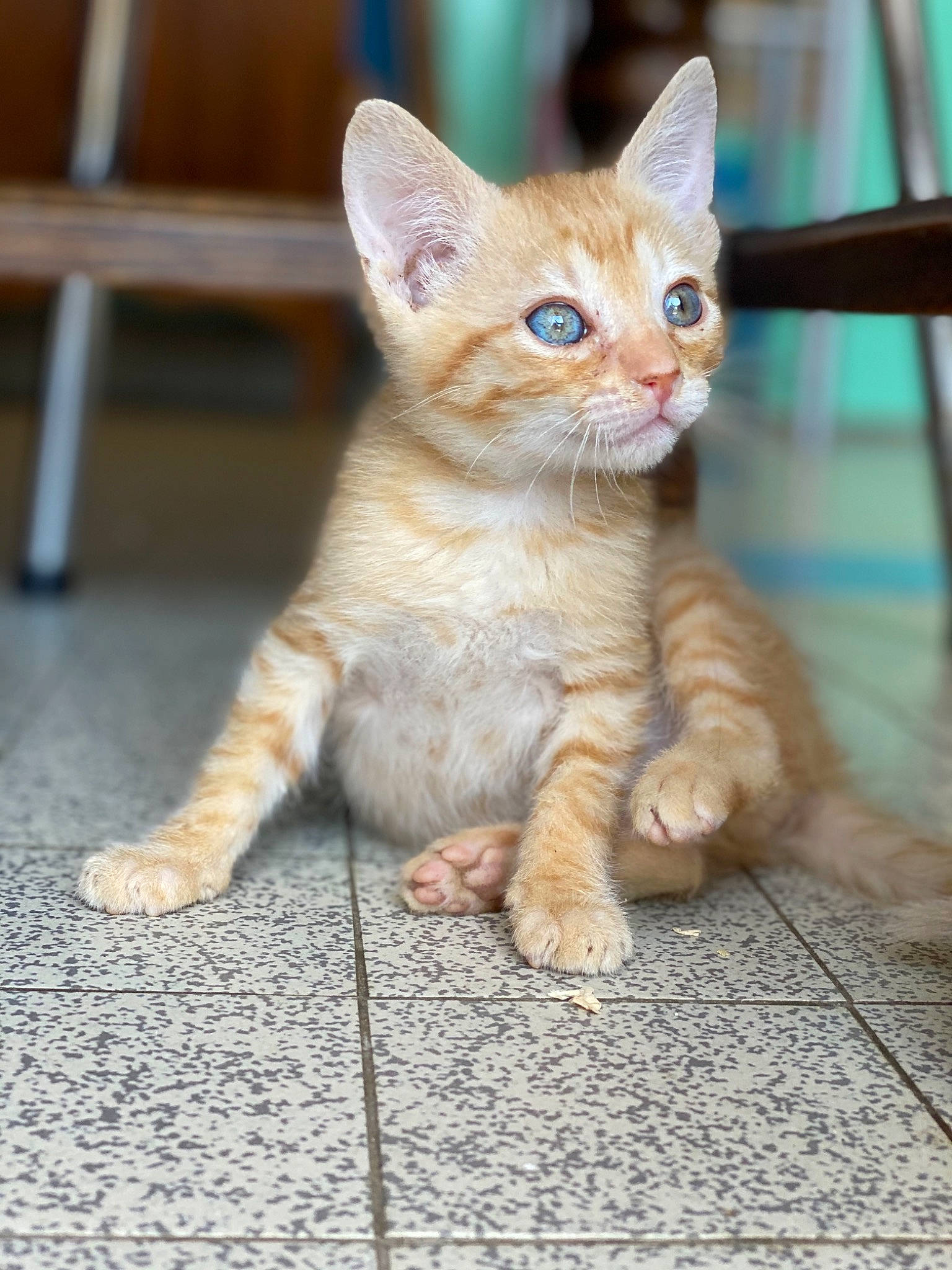 Pantouffle participe au concours pour gagner de l'argent avec cette photo : carnivore, cat, claw, domestic_short_haired_cat, fawn, felidae, flooring, fur, paw, photo_caption, road_surface, sitting, small_to_medium_sized_cats, snout, tail, terrestrial_animal, whiskers, wildlife, wood
