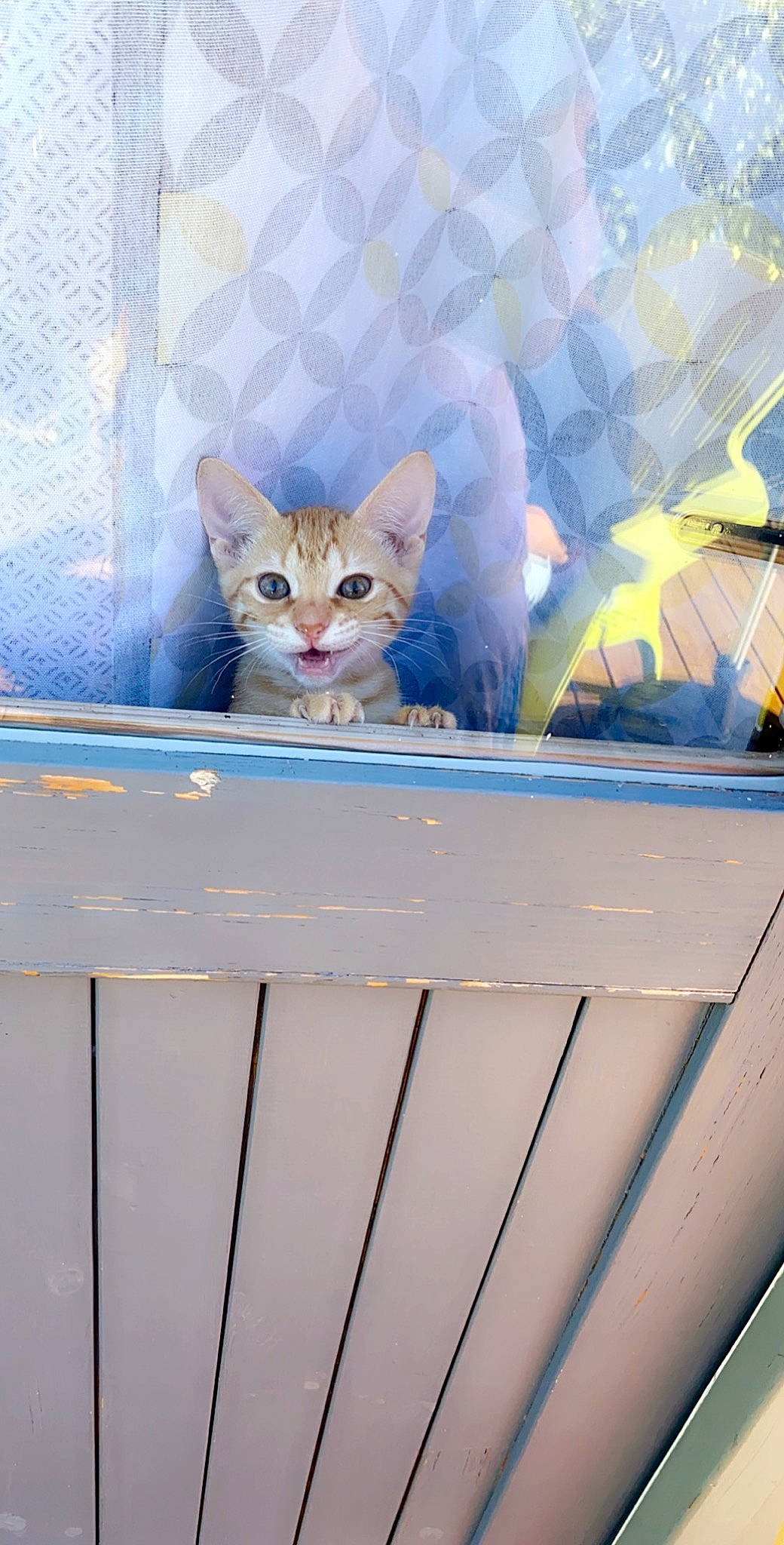 Pantouffle a rejoint le concours — aidez-le/la à gagner de superbes lots ! art, azure, carnivore, cat, domestic_short_haired_cat, fawn, felidae, fur, line, paint, room, sitting, small_to_medium_sized_cats, snout, tail, wall, whiskers, wildlife, window, wood