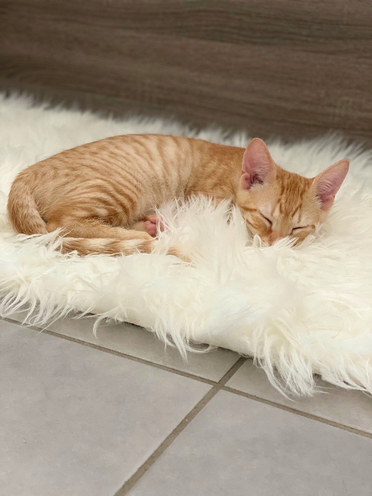 Pantouffle a rejoint le concours — aidez-le/la à gagner de superbes lots ! bed, bed_sheet, carnivore, cat, claw, comfort, couch, domestic_short_haired_cat, fawn, felidae, foot, fur, linens, nap, paw, plant, small_to_medium_sized_cats, snout, tail, whiskers