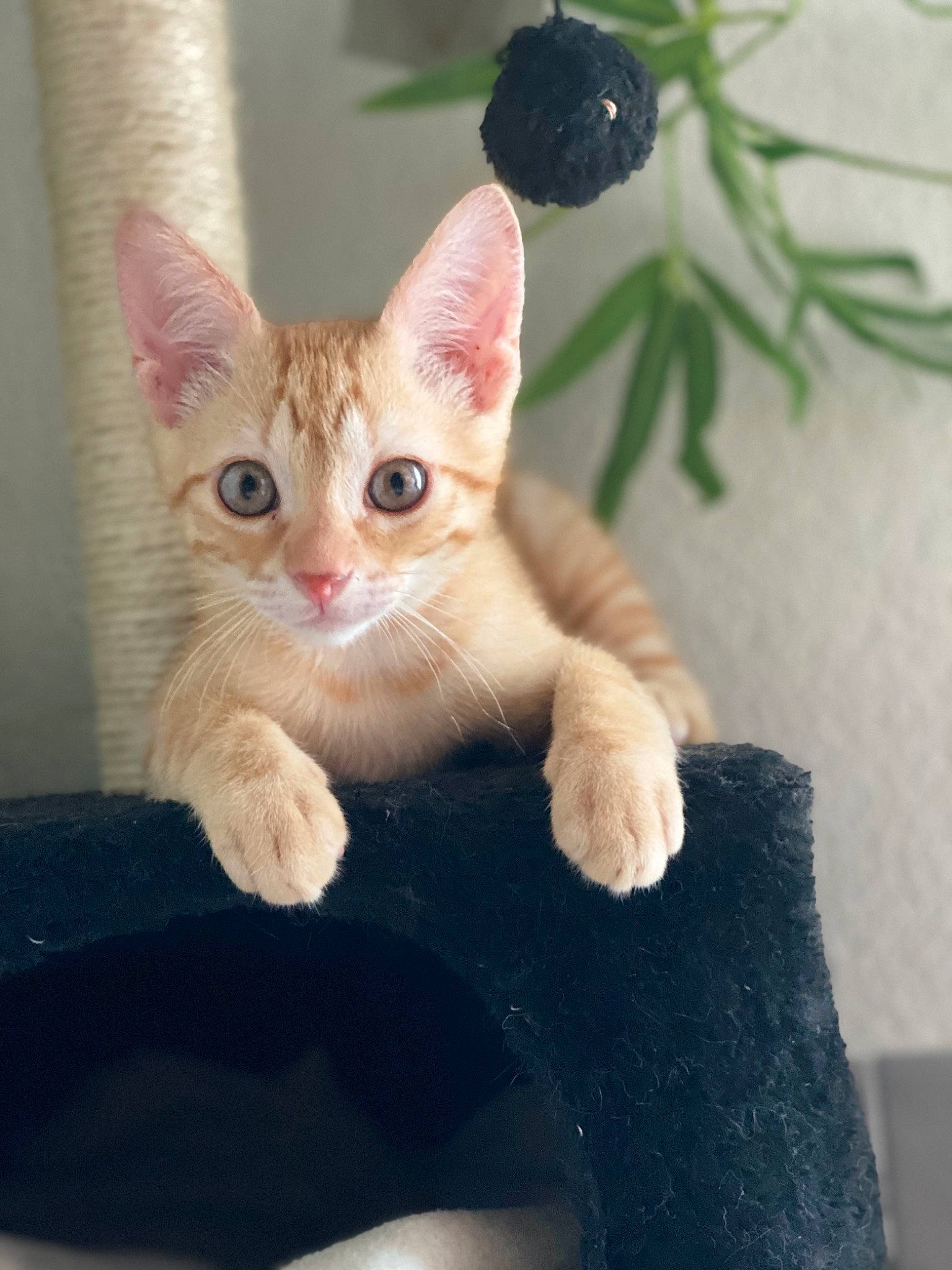 Baguerra participe au concours pour gagner de l'argent avec cette photo : carnivore, cat, claw, domestic_short_haired_cat, fawn, felidae, fur, paw, plant, sitting, small_to_medium_sized_cats, snout, tail, terrestrial_animal, whiskers