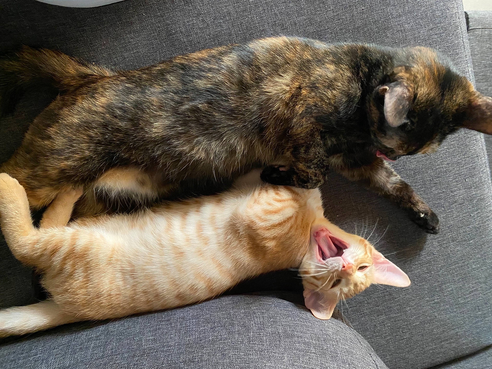 Baguerra participe au concours pour gagner de l'argent avec cette photo : canidae, carnivore, cat, claw, comfort, dog_breed, domestic_short_haired_cat, fawn, felidae, foot, fur, nap, paw, small_to_medium_sized_cats, snout, sporting_group, tail, terrestrial_animal, whiskers, wildlife