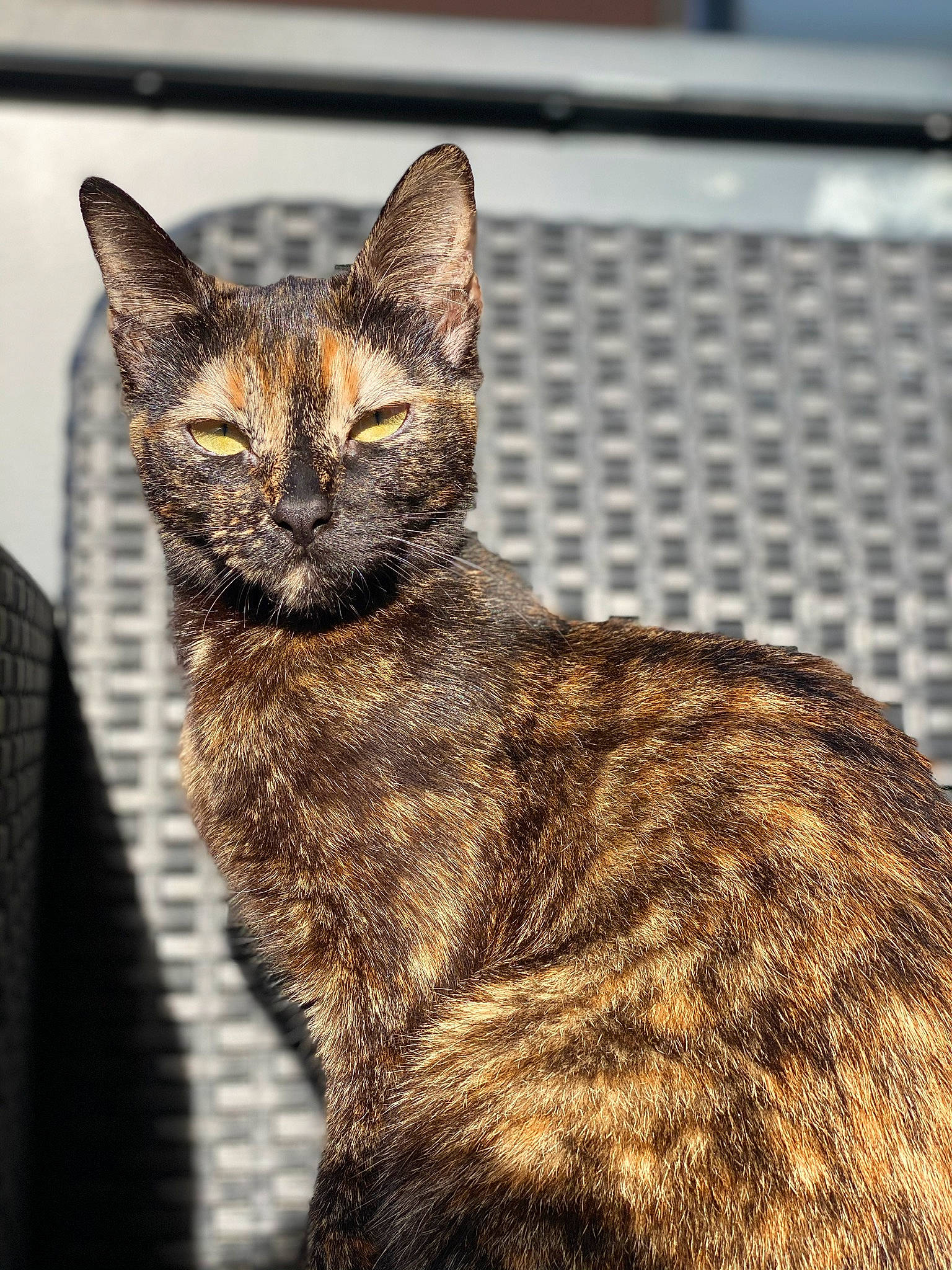 Baguerra a rejoint le concours — aidez-le/la à gagner de superbes lots ! art, carnivore, cat, claw, domestic_short_haired_cat, fawn, felidae, fur, lynx, organism, small_to_medium_sized_cats, snout, tail, terrestrial_animal, whiskers, wildlife