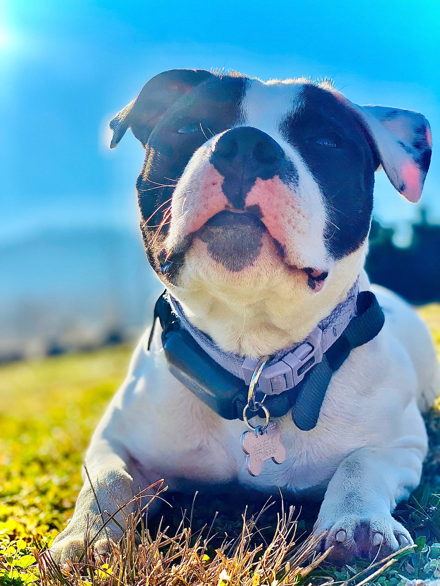 Shira participe au concours pour gagner de l'argent avec cette photo : blue, carnivore, collar, companion_dog, dog, dog_breed, dog_collar, dog_supply, fawn, glasses, goggles, grass, happy, natural_environment, plant, sky, sunglasses, sunlight, whiskers, working_animal