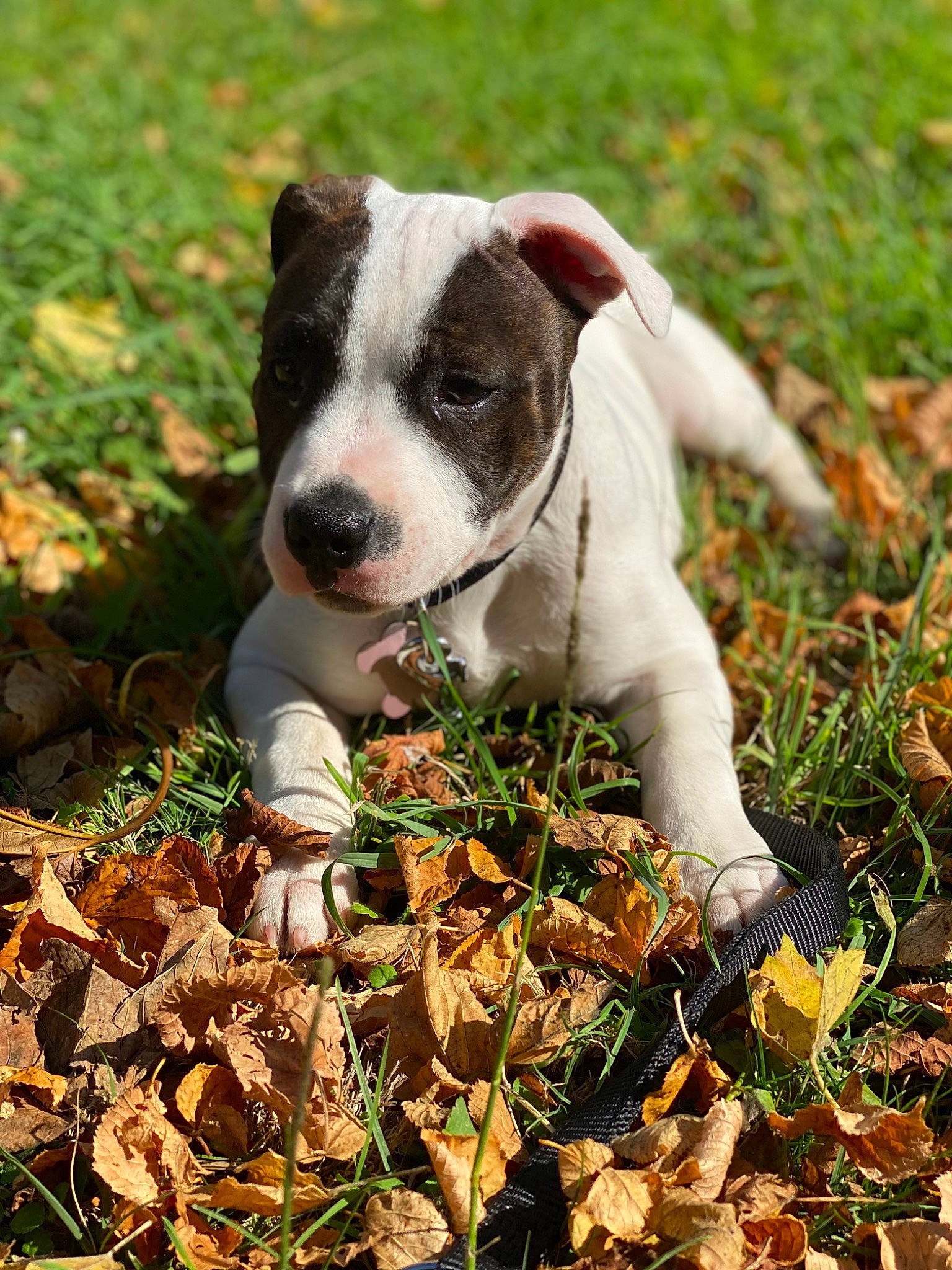 Shira participe au concours pour gagner de l'argent avec cette photo : autumn, canidae, carnivore, companion_dog, deciduous, dog, dog_breed, fawn, grass, groundcover, non_sporting_group, people_in_nature, petal, plant, shrub, snout, soil, sporting_group, tail, working_animal