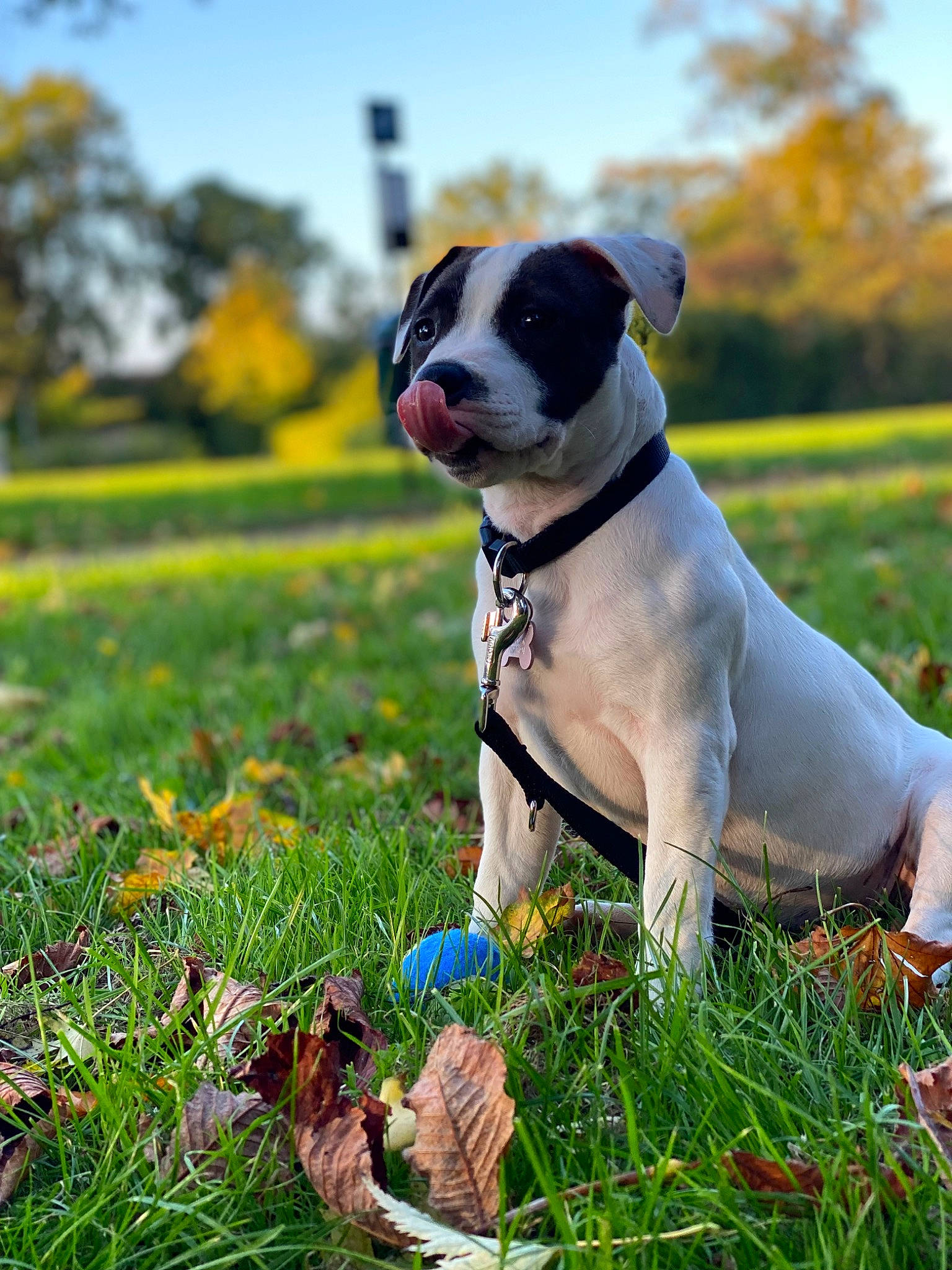 Shira participe au concours pour gagner de l'argent avec cette photo : bulldog, carnivore, collar, companion_dog, dog, dog_breed, dog_collar, dog_supply, fawn, grass, grassland, happy, lawn, people_in_nature, pet_supply, plant, sky, snout, sporting_group, tree