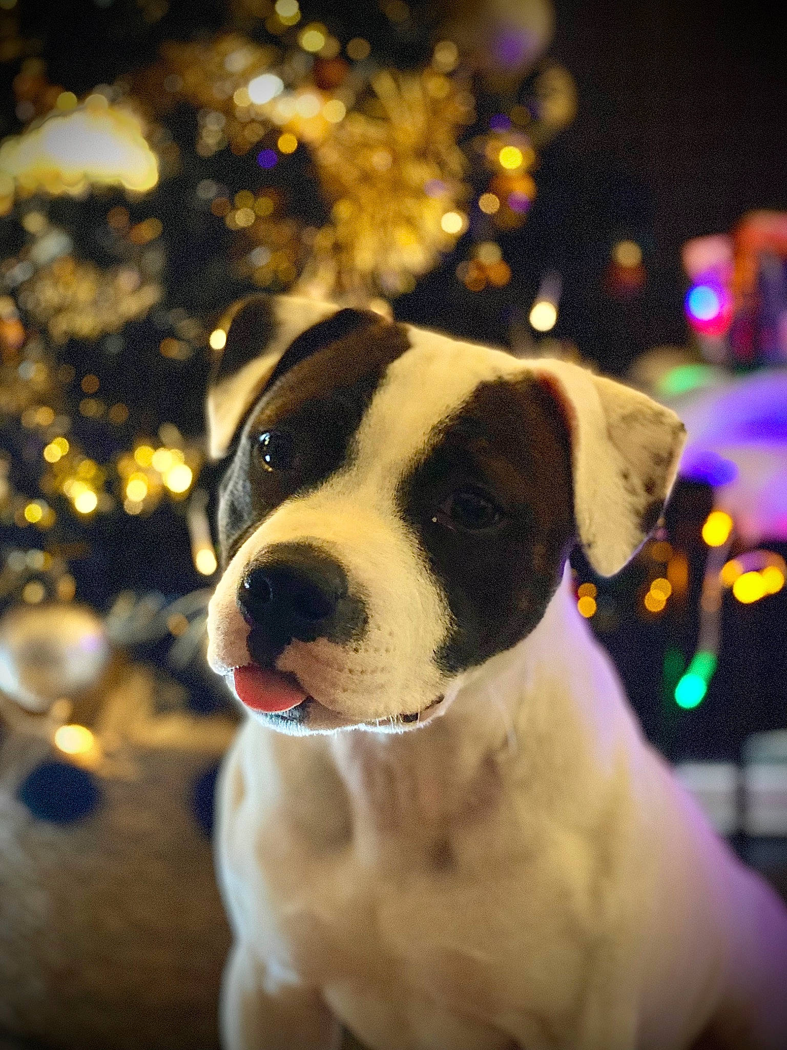 Shira a rejoint le concours — aidez-le/la à gagner de superbes lots ! carnivore, christmas, collar, companion_dog, dog, dog_breed, dog_collar, event, fawn, flash_photography, fur, holiday, light, lighting, snout, tree, whiskers, window, winter, working_animal