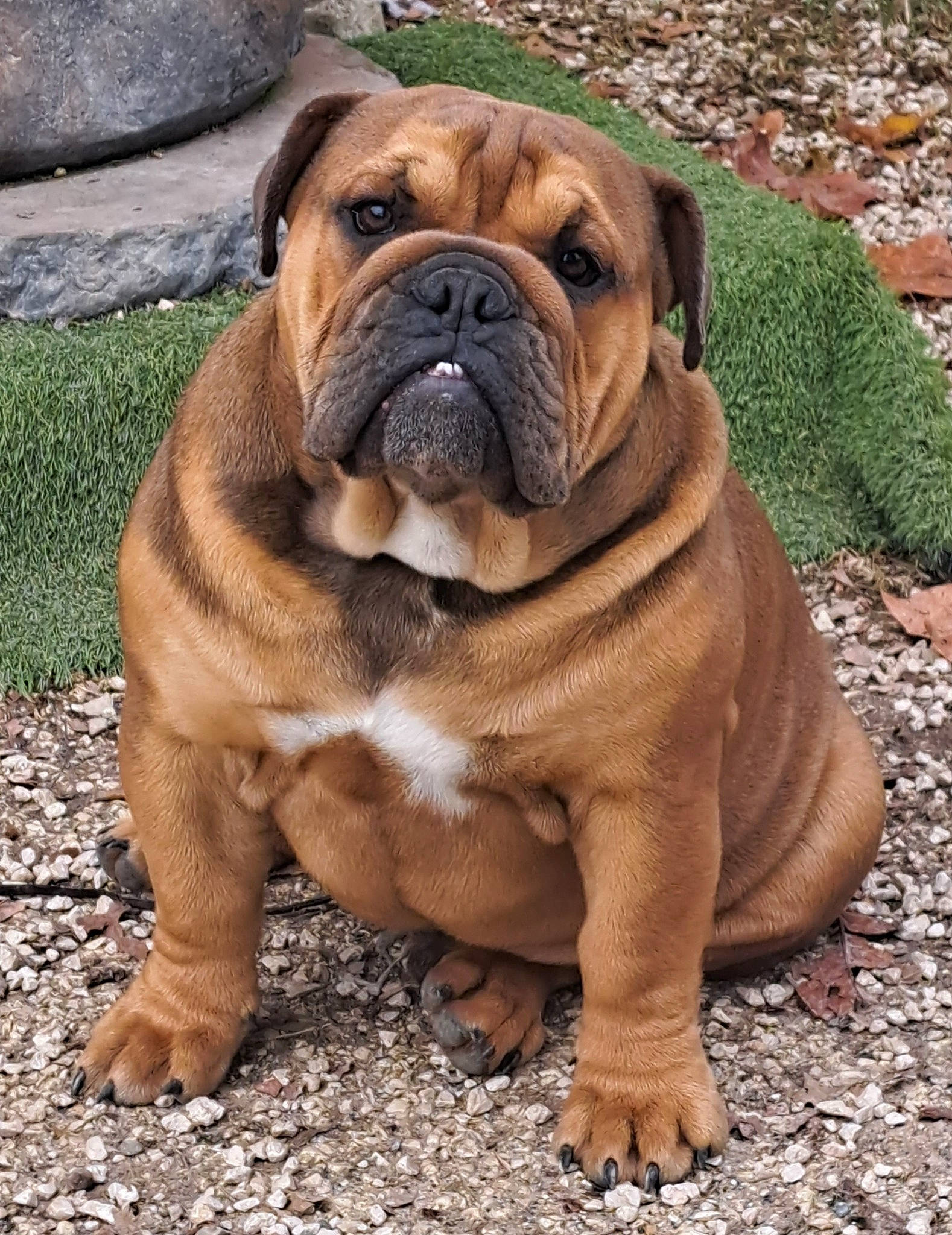 Marcel a rejoint le concours — aidez-le/la à gagner de superbes lots ! ancient_dog_breeds, bulldog, canidae, carnivore, companion_dog, dog, dog_breed, fawn, grass, liver, molosser, non_sporting_group, plant, rose_order, shar_pei, sporting_group, terrestrial_animal, working_animal, working_dog, wrinkle