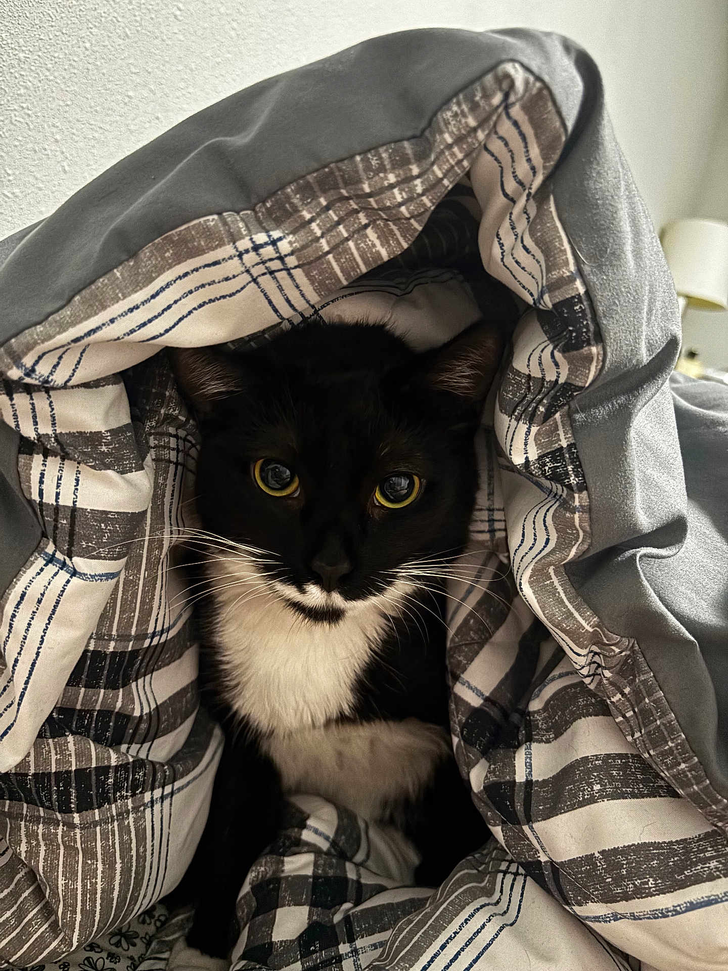 Maya is registered to the contest to win money with this photo: cat, tuxedo_cat, black_and_white, blanket, patterned_blanket, cozy, indoor, pet, whiskers, fur, eyes, resting, comfort, furniture, bed, soft, cute, animal, domestic_cat, relaxed