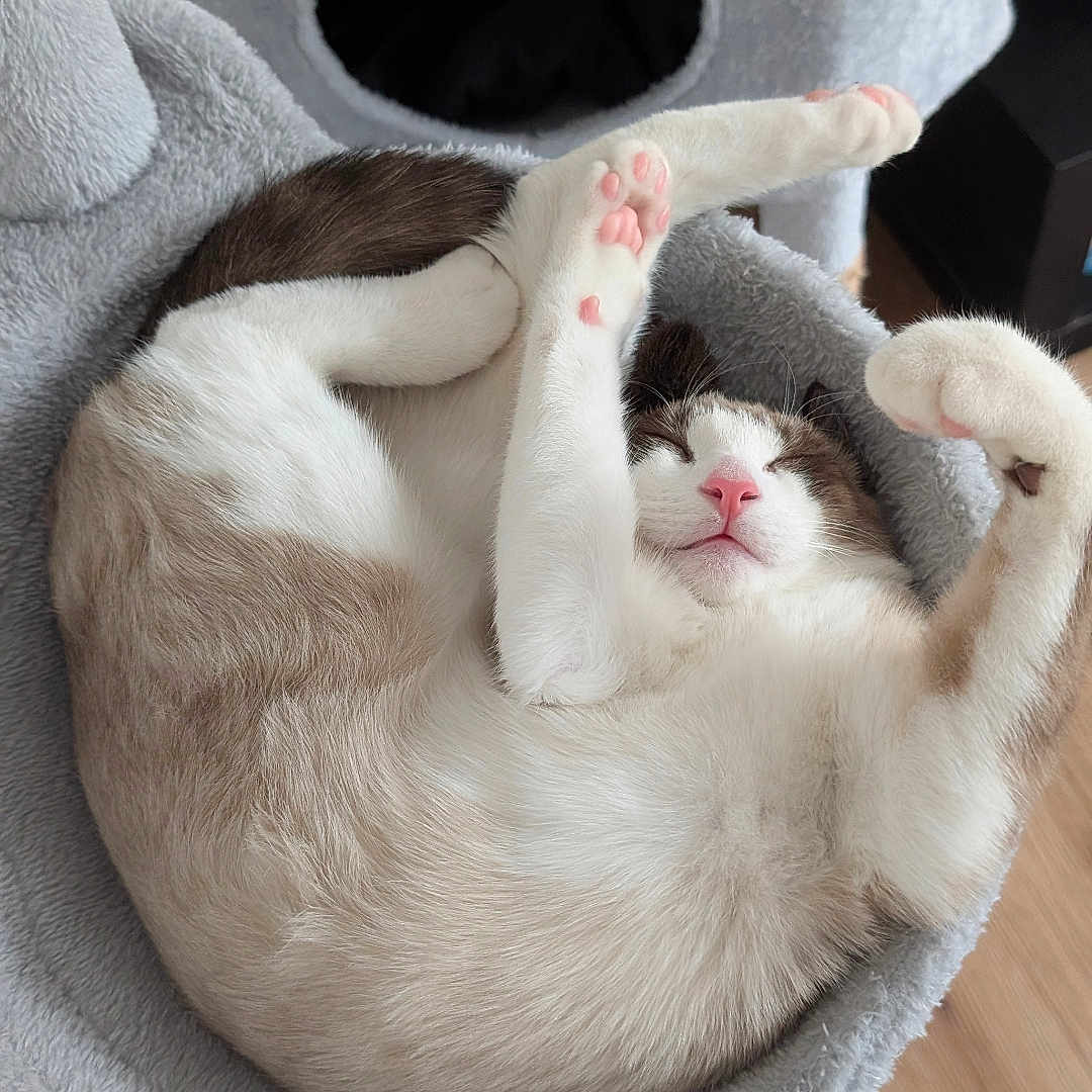 Babybean is registered to the contest to win money with this photo: abyssinian, animal, armchair, basket, cat, chair, couch, furniture, hardwood, hole, homedecor, indoors, kitten, manx, person, pet, siamese, sleeping, towel, wood