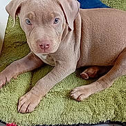 Aïko participe au concours pour gagner de l'argent avec cette photo : puppy, dog, pet, indoor, tile_floor, green_mat, toy, rope_toy, brown_fur, cute, animal, laying, looking, playful, young_dog, domestic_animal, floor, closeup, fur, canine