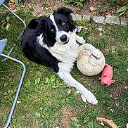 Venom participe au concours pour gagner de l'argent avec cette photo : animal, black_and_white, border_collie, chair_frame, chewed_toy, daylight, dog, fur, garden, grass, greenery, nature, outdoor, paw, pet, pink_pig, playful, relaxed, soccer_ball, toy