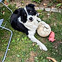 animal, black_and_white, border_collie, chair_frame, chewed_toy, daylight, dog, fur, garden, grass, greenery, nature, outdoor, paw, pet, pink_pig, playful, relaxed, soccer_ball, toy
