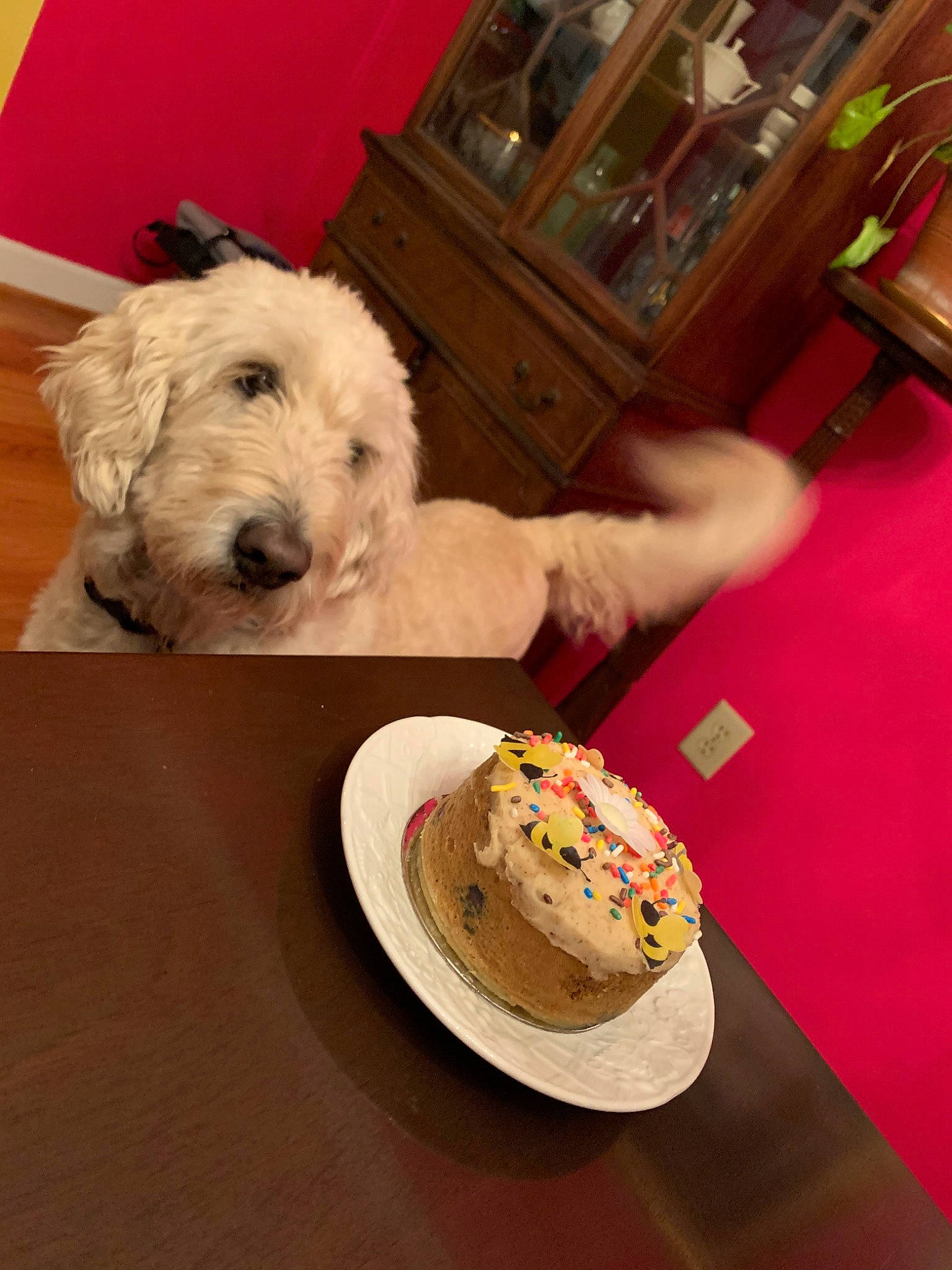 Dixie Belle is registered to the contest to win money with this photo: cake, canidae, carnivore, comfort_food, companion_dog, cuisine, dessert, dish, dog, dog_breed, food, goldendoodle, irish_soft_coated_wheaten_terrier, sealyham_terrier, snack, sporting_group, sporting_lucas_terrier, toy_dog, west_highland_white_terrier